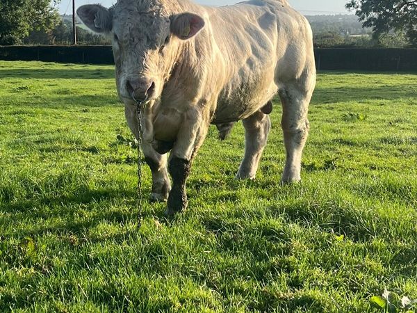 Bull - Main image
