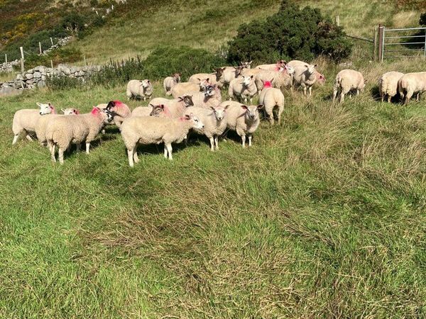 Lambs - Main image