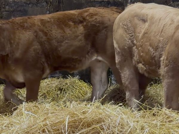 3 top class Heifer wealings - Main image