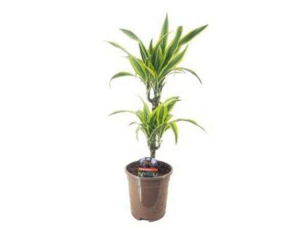 Indoor Plants - Dracaena frag. “Lemon Lime” - Main image