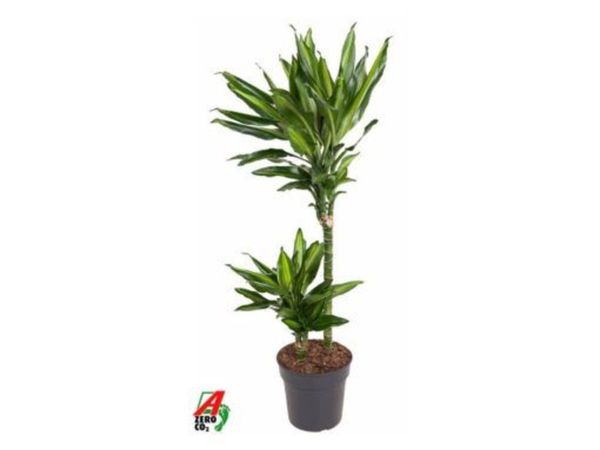 Indoor plants - Dracaena frag. “Cintho” - Main image