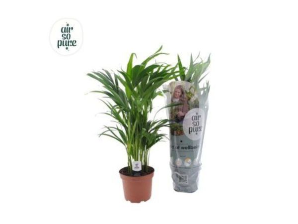 Indoor Plants - Dypsis lutescens - Main image