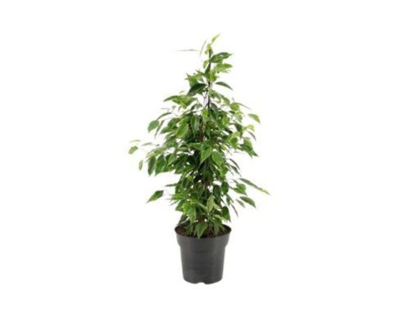 Ficus benjamina “Danielle” - Main image