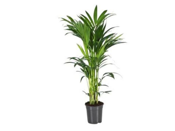 Indoor Plants - Howea forsteriana - Main image
