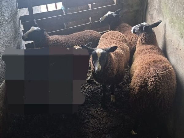 4 PBNR Zwartble ewe lambs - Main image