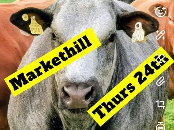 🌟70 Incalf heifers🌟Markethill Mart🌟 Sept 24th - Main image