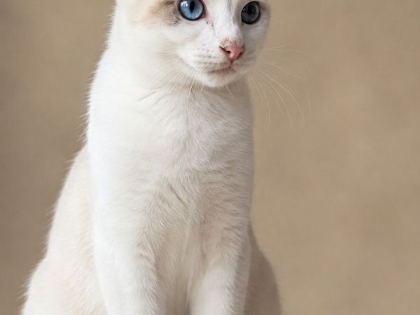 For sale kitten - Main image