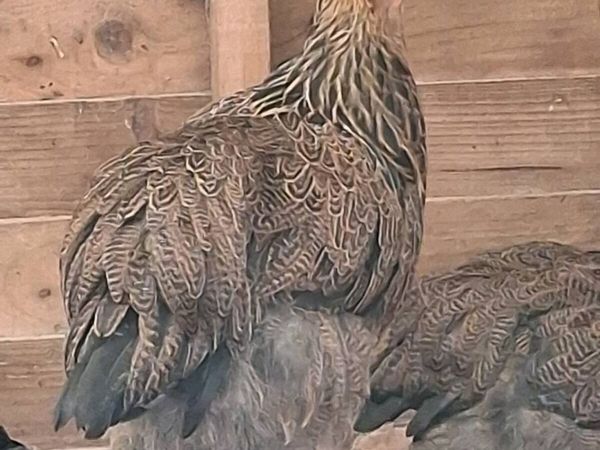 Brahma, Faverolle, silkies, cochins, - Main image
