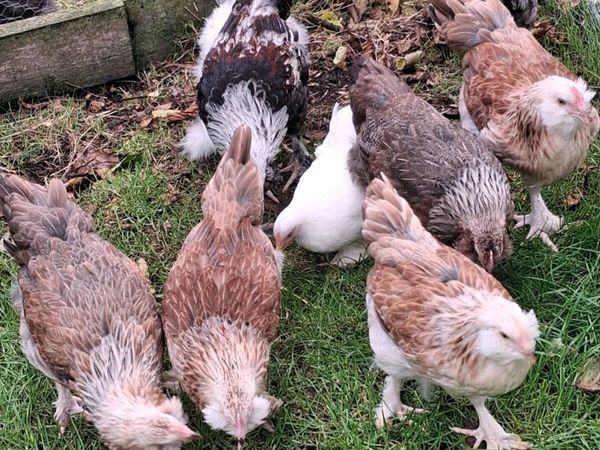 Brahma, Faverolle, silkies, cochins, - Main image