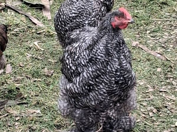 Brahma, Faverolle, silkies, cochins, - Main image