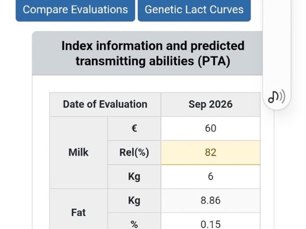 Holstein Friesian Bull - Main image