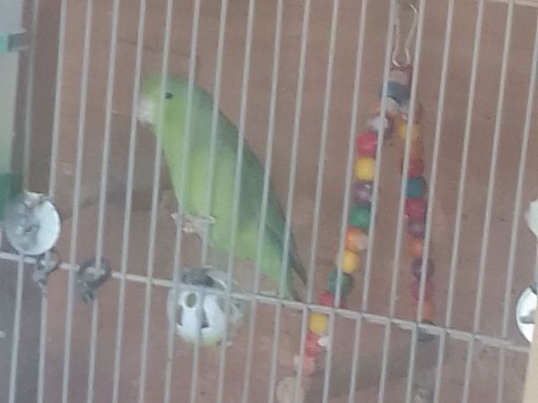 Birds - Main image