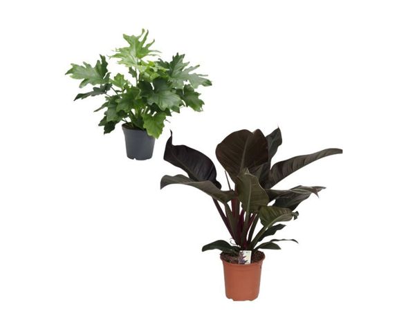 Indoor Plants - Philodendron - Main image