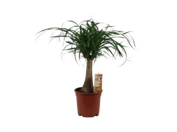 Indoor Plants -Beaucarnea (Nolina) recurvata - Main image