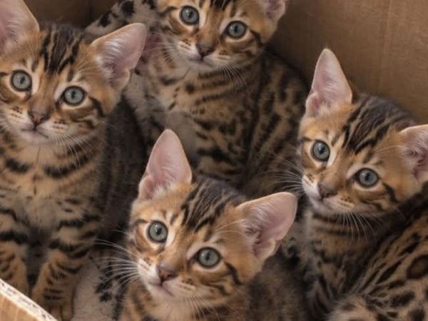 Bengal kittens purebred - Main image