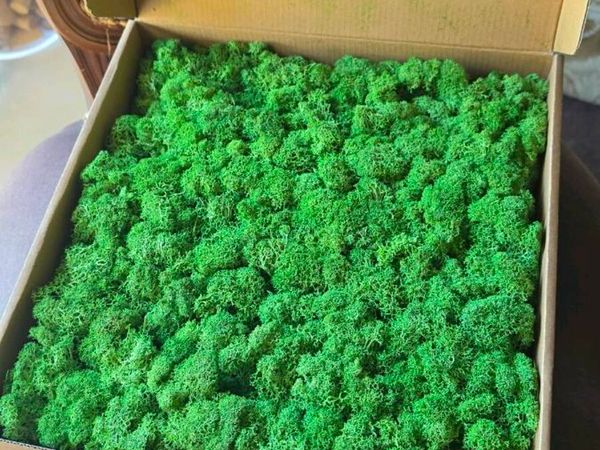 22x Premium Preserved Reindeer Moss Wall Panels (B - Main image