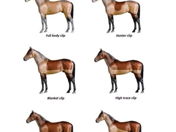 Horse Clipping service ✂️ 🐴 - Main image