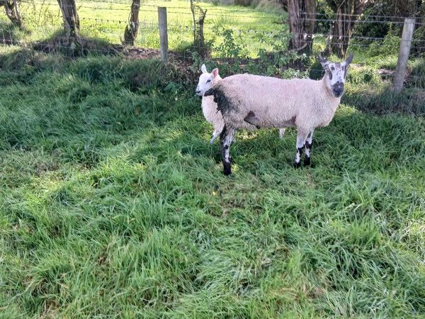 Blue Leicester ram - Main image