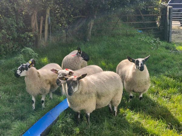 Ewe lambs Mountbellew Mart - Main image