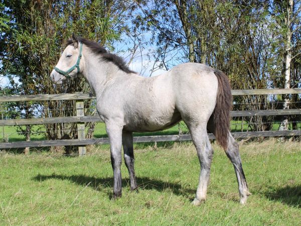 Connemara Filly Foal - Main image