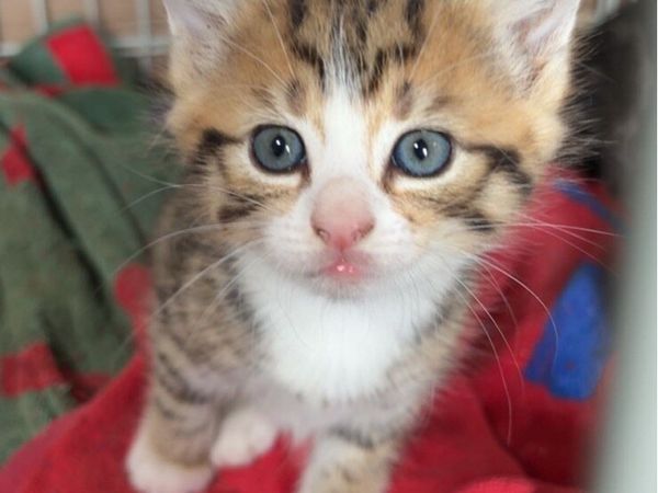 Kittens - Main image