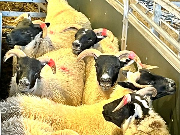 Lanark ewe lambs - Main image
