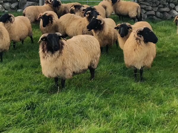 Mayo mountain blackface sheep breeders sale. - Main image
