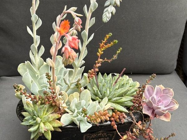 Plants - all need to go - Main image