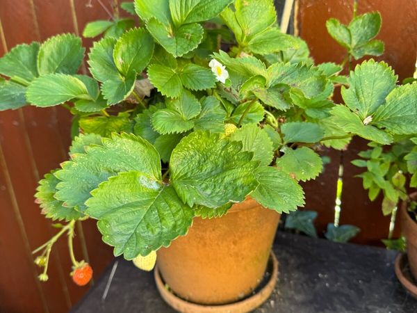 Plants - all need to go - Main image