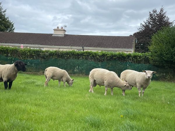 Charlollais Hogget Rams for Sale - Main image