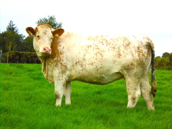 In calf heifers - Main image