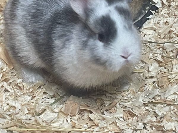 Mini lop x lionhead baby rabbits - Main image