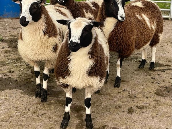 Jacob x Dutch spot ewe lambs - Main image