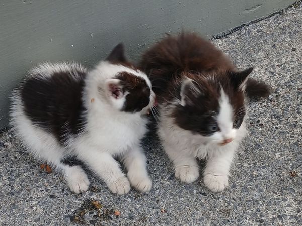 Kitten - Main image