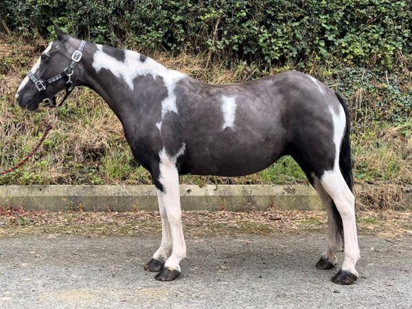13.1hh Piebald Cob Mare – Safe, Exper & Genuine - Main image