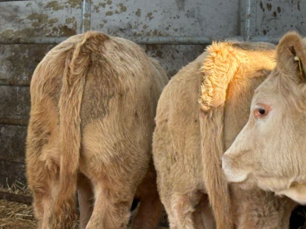 7 smashing charlois heifers - Main image