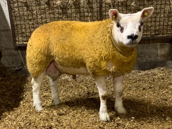 SIS PBR Texel Ram Lamb. - Main image
