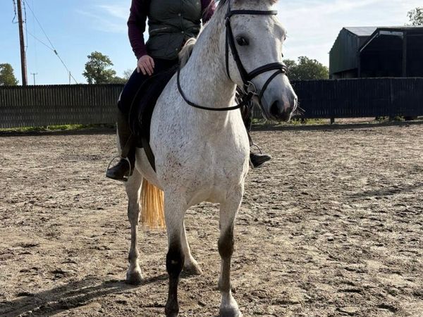 Talented 4yo 14.2hh Connemara - Main image