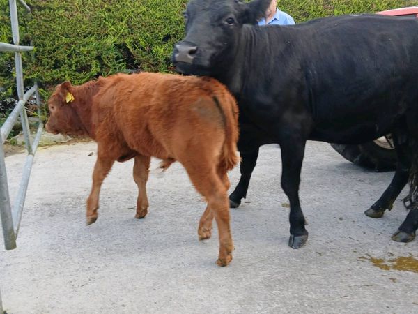 Angus Cow With Limousin Bull Calf - Main image