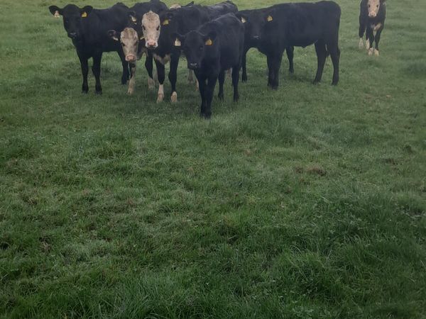 Weanling heifers - Main image