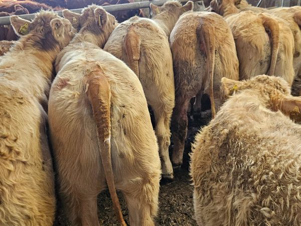 10 Super Golden Charolais Heifers. - Main image
