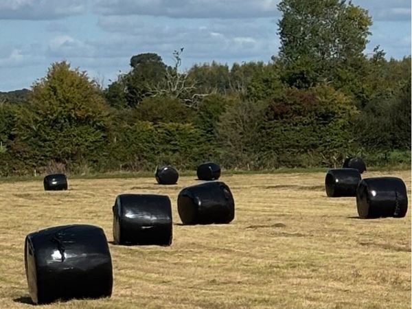Freshly baled round bale silage - Main image
