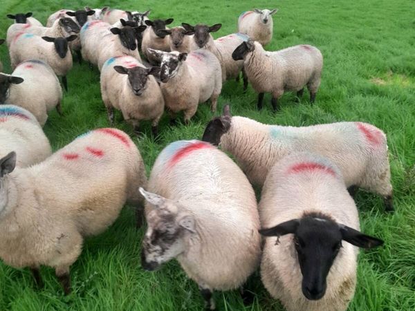 Ewe lambs - Main image