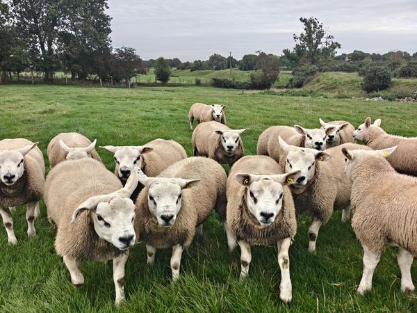 Texel ram lambs - Main image