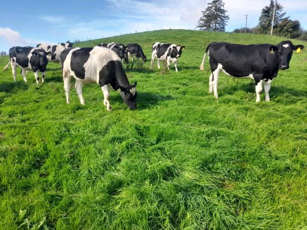 British Friesian Incalf Heifers - Main image