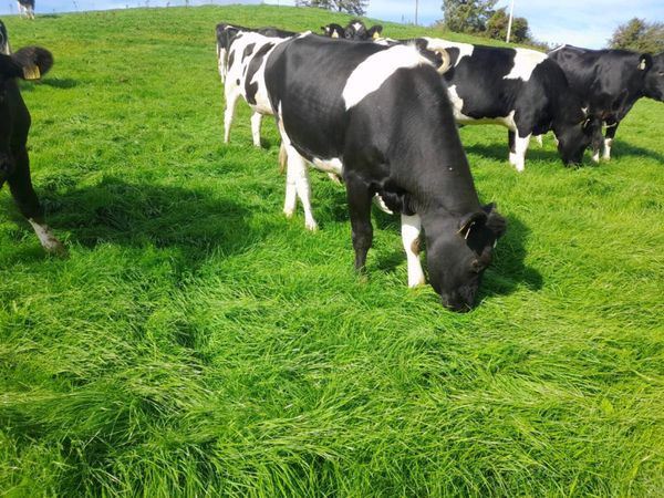 British Friesian Incalf Heifers - Main image