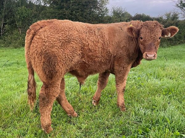 AI Heifer and Bulls for Gort Mart - Main image