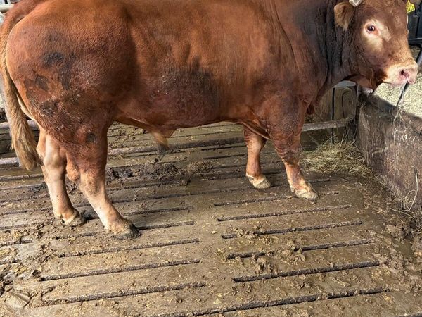 PBR Limousin Bull - Main image