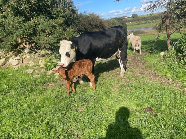 Heifer  with calf at foot also in calf ones - Main image