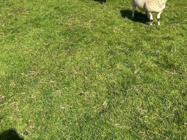 Hoggets for sale - Main image